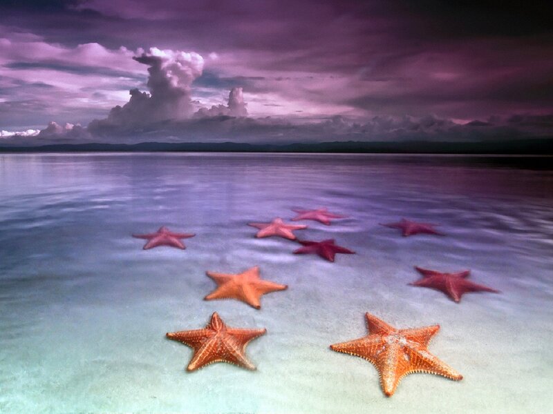 Starfish on Beach — Purple