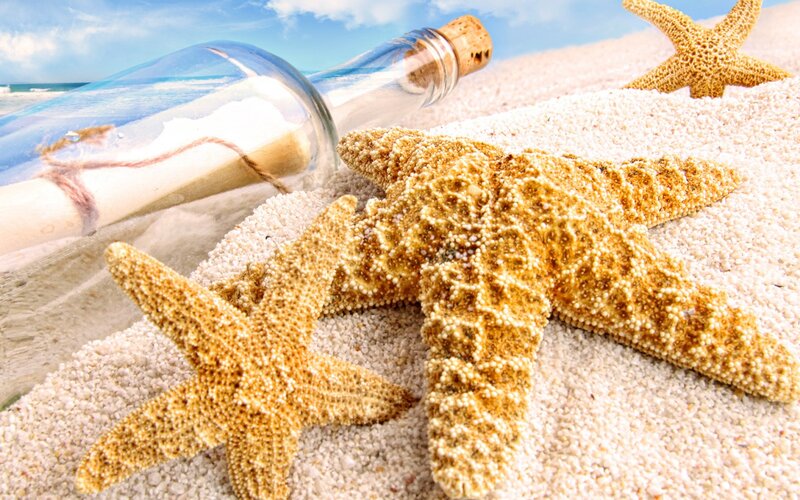 Starfish on Beach Sand