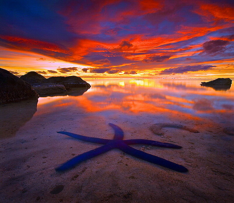 Starfish on Beach