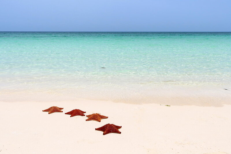 Starfish on Beach — White, Serene