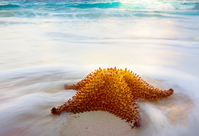 Starfish on Beach — Yellow, Serene