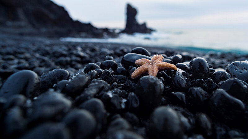 Starfish on Black Pebbles