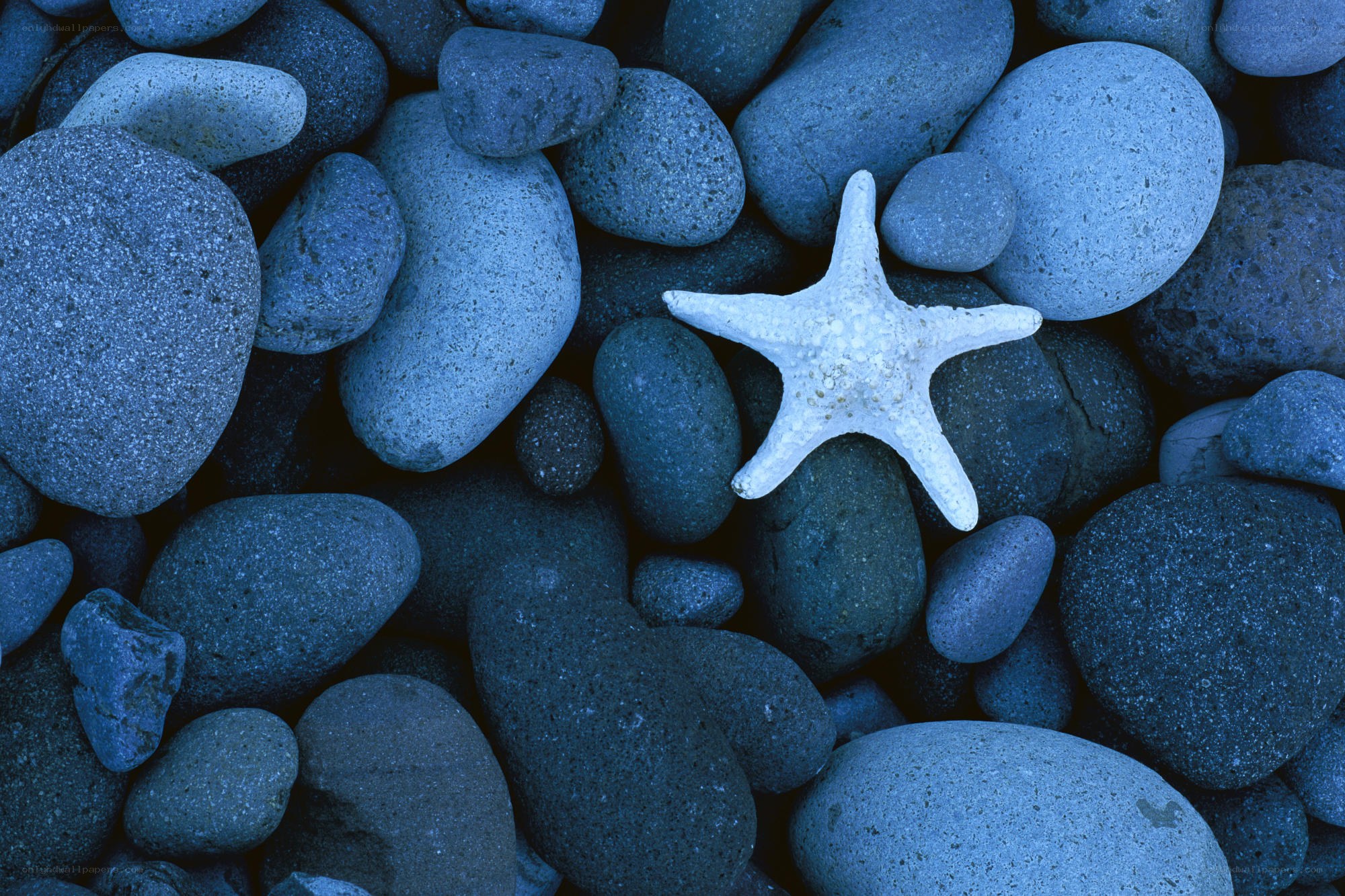 starfish on blue pebbles