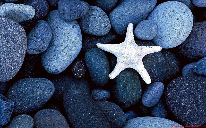 starfish on blue pebbles