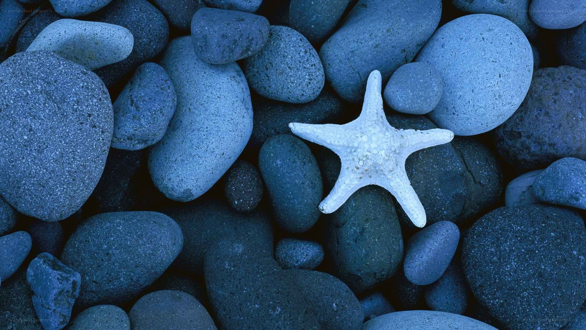 starfish on blue pebbles