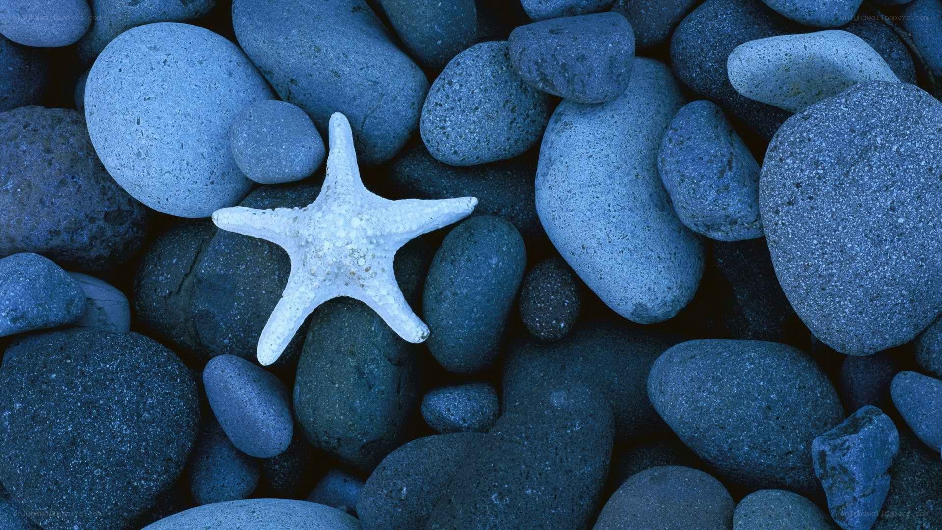 starfish on blue pebbles