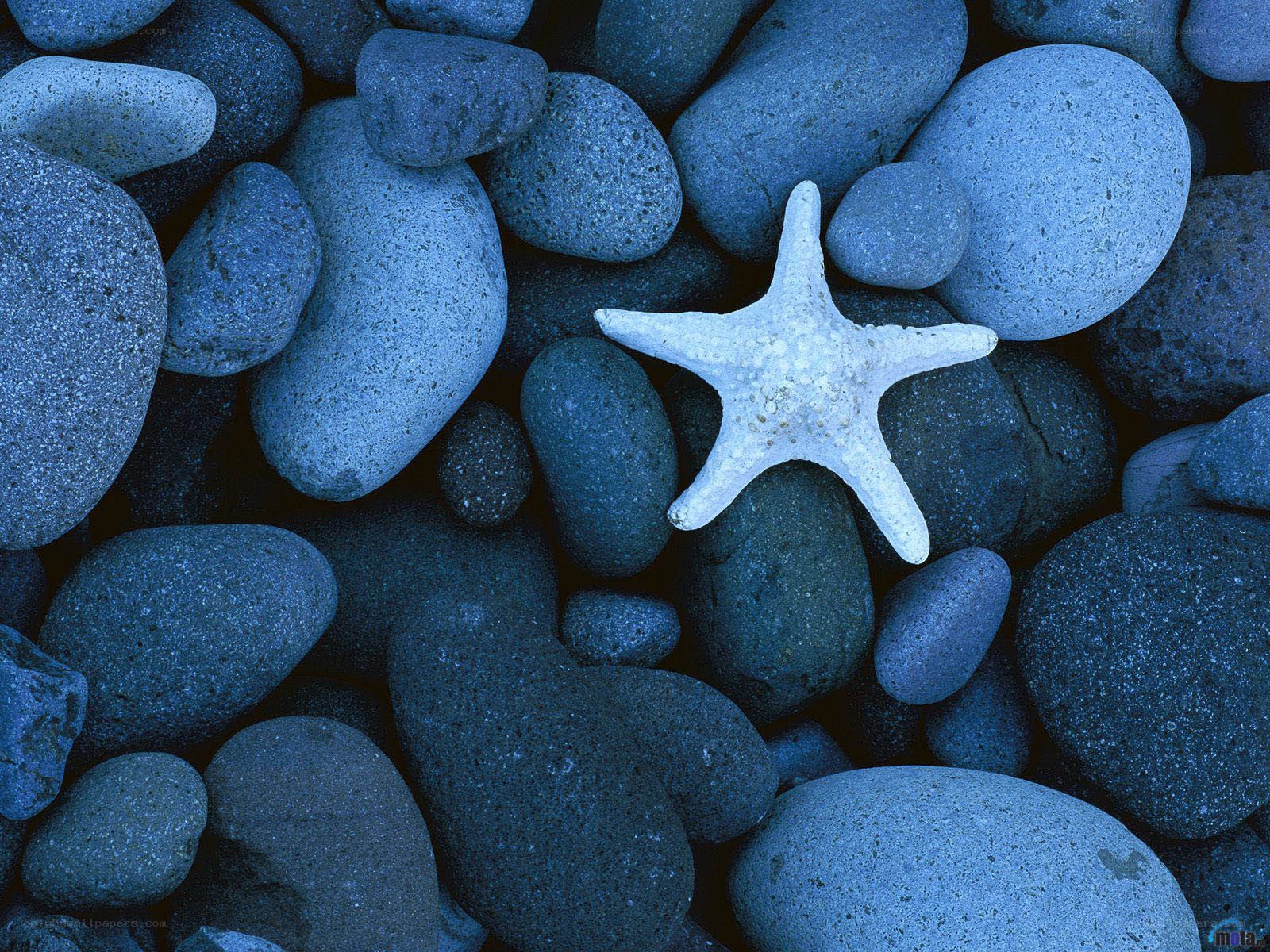 starfish on blue pebbles