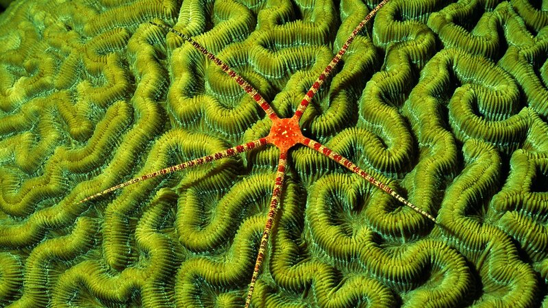 Starfish on brain coral