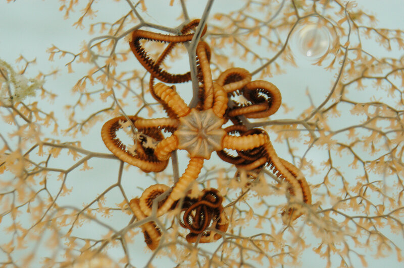 starfish on coral branches