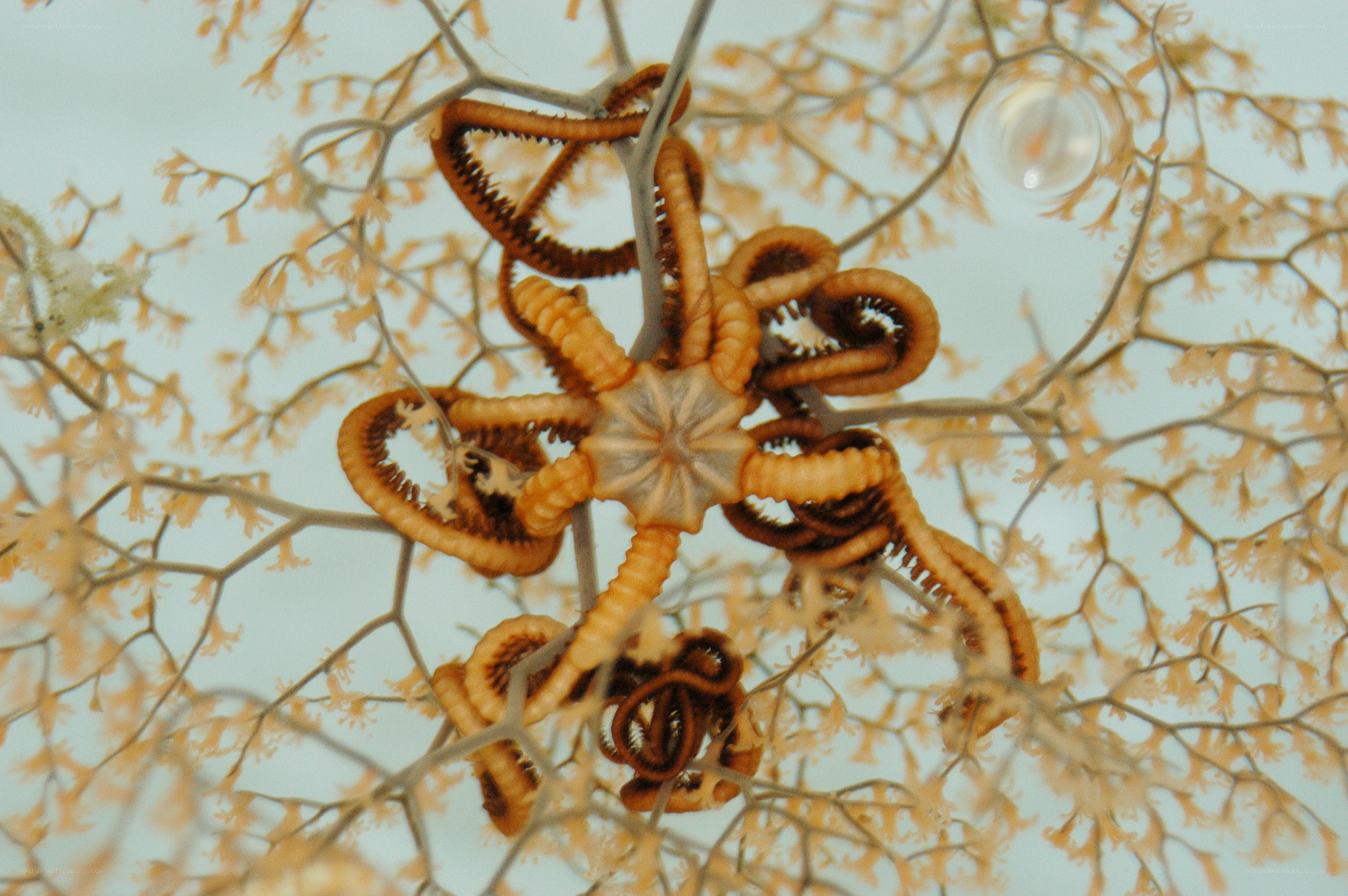 starfish on coral branches
