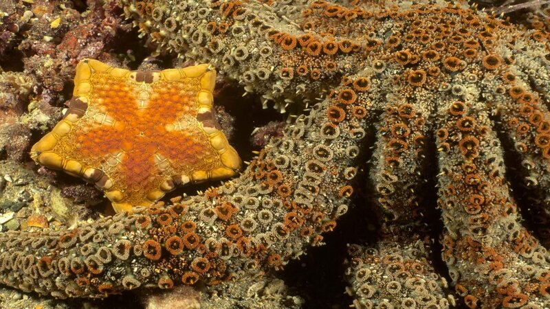 Starfish on Coral — Orange, Natural, Photograph, Ocean Floor