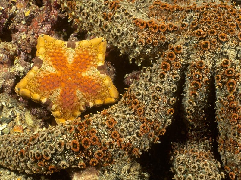 Starfish on Coral — Orange