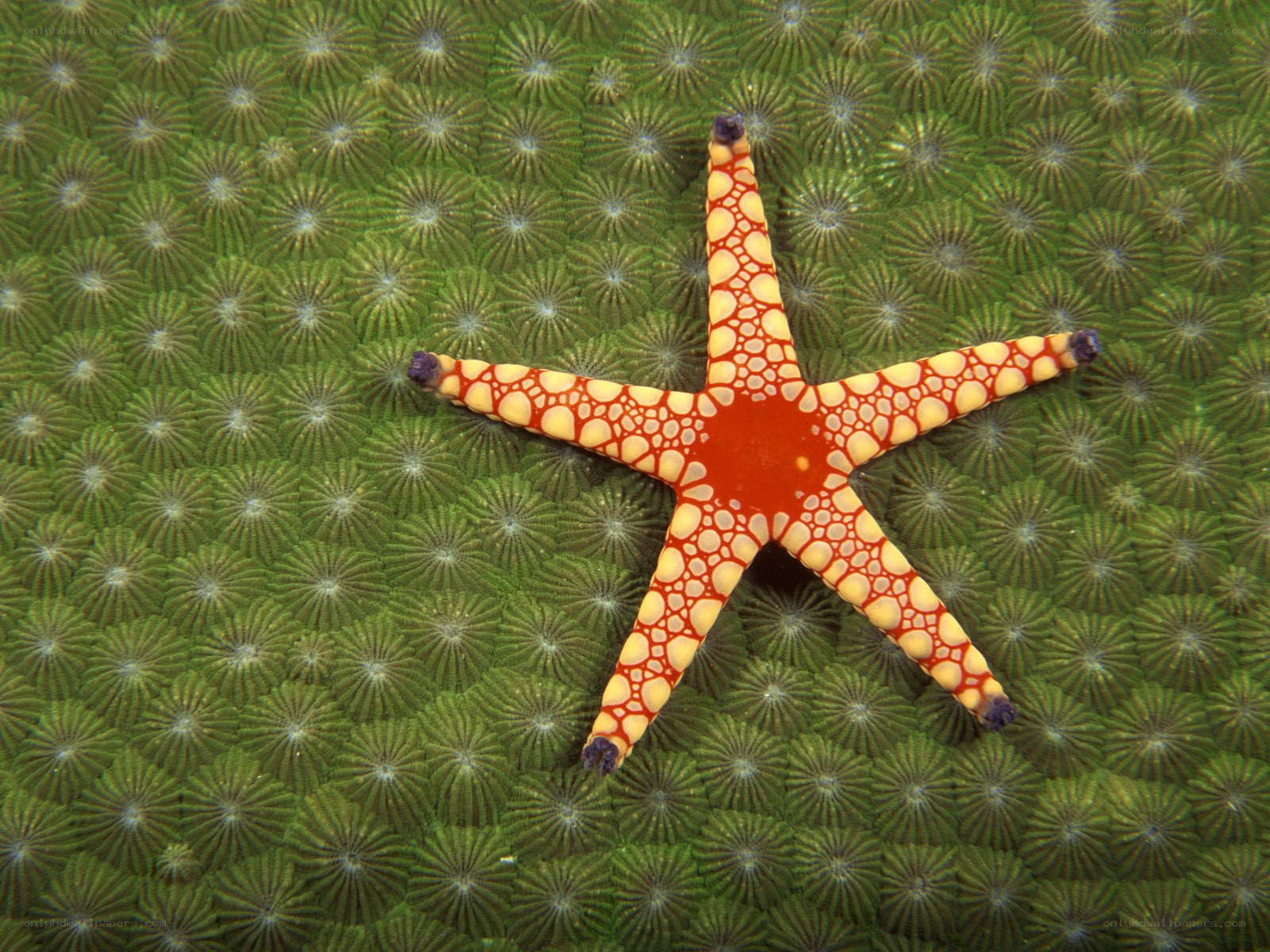 starfish on coral reef