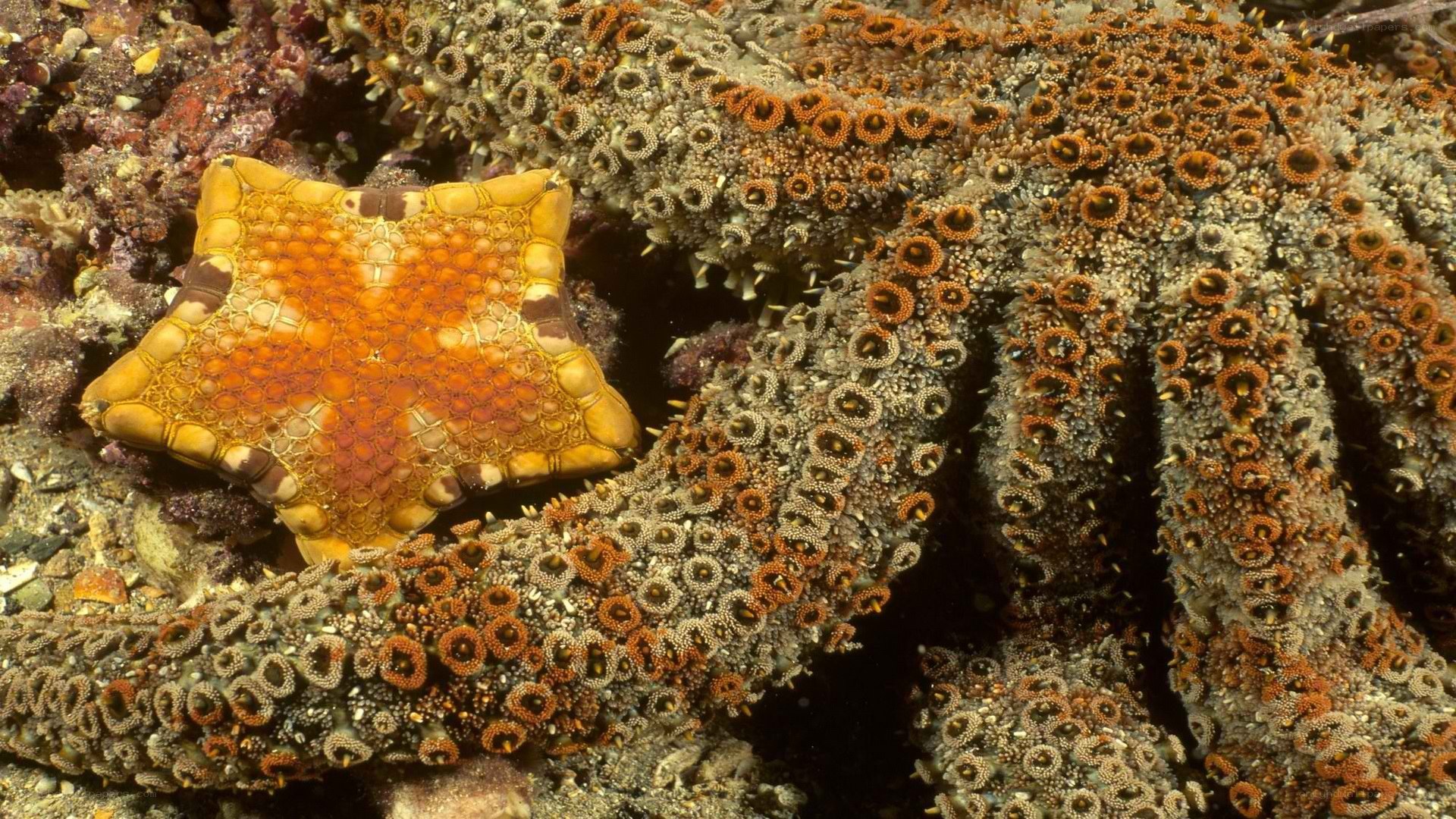 Starfish on coral reef
