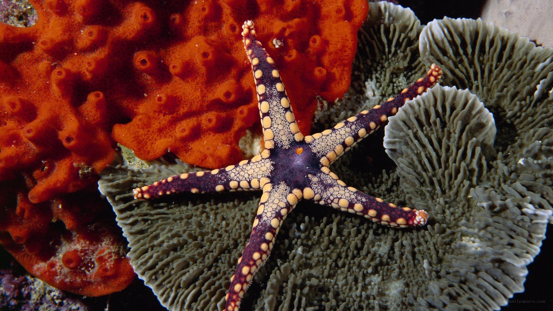 Starfish on coral reef