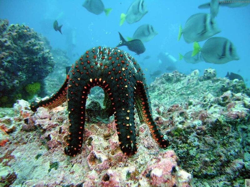 starfish on coral reef
