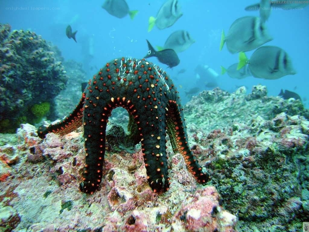 starfish on coral reef