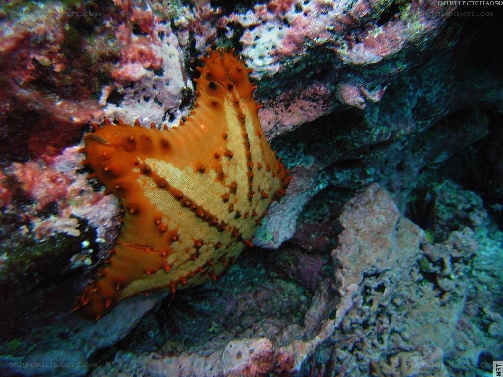 starfish on coral reef