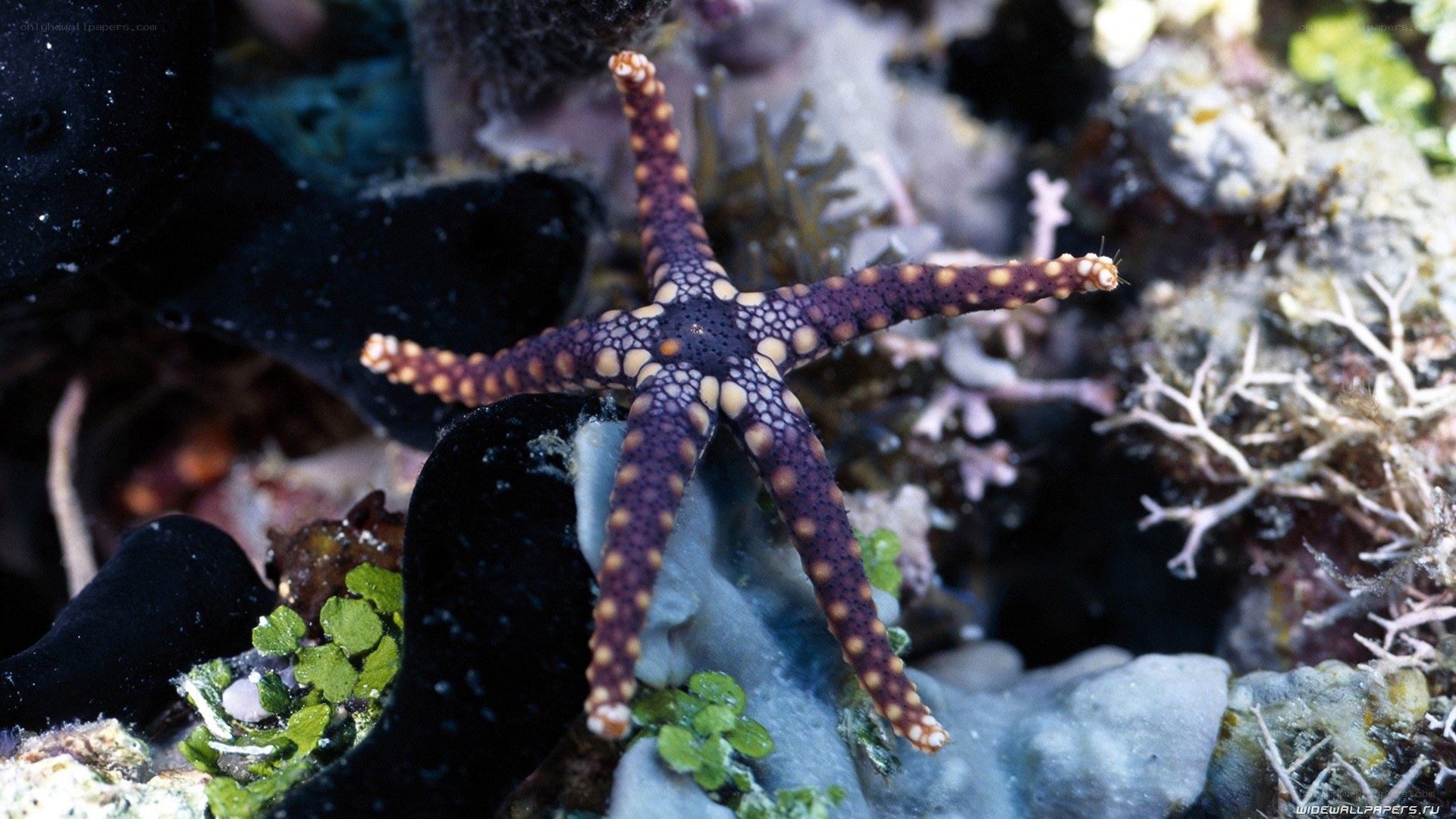 Starfish on coral reef