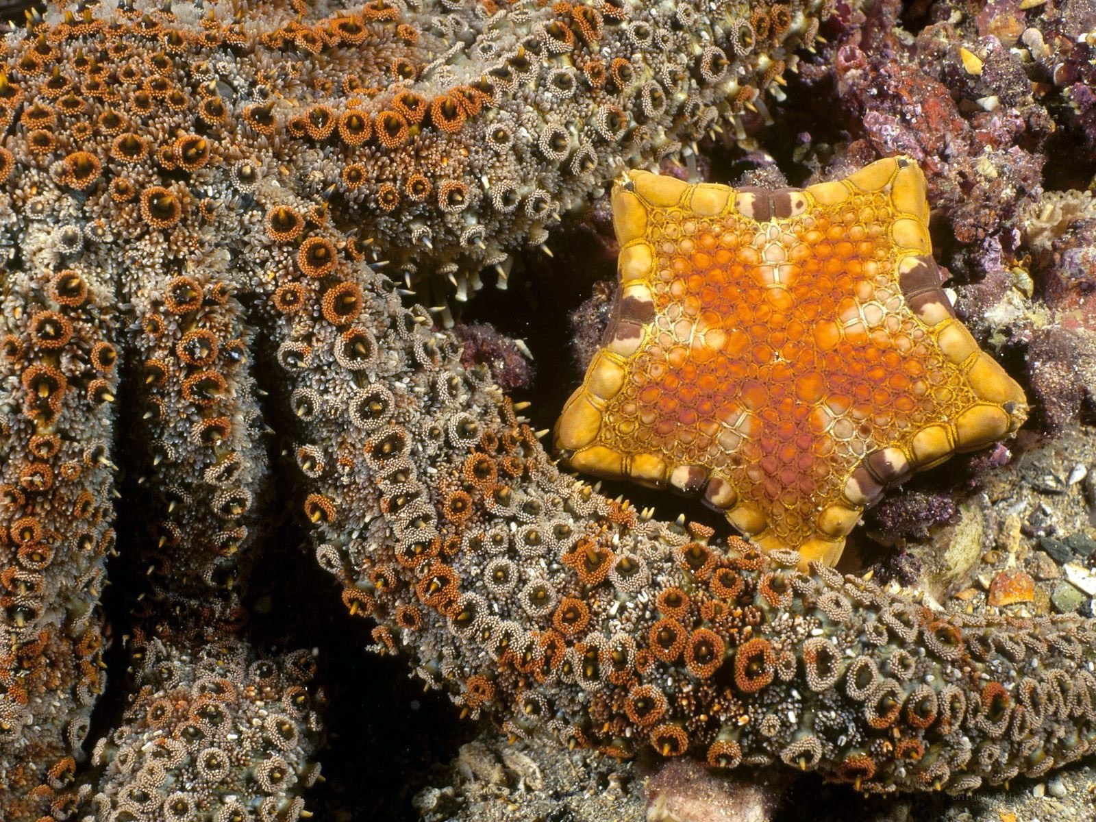 Starfish on coral reef