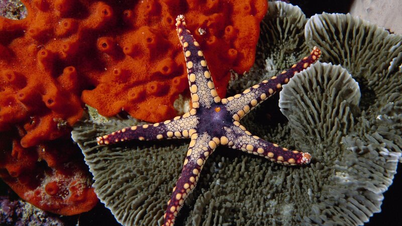 Starfish on Coral Reef — Orange