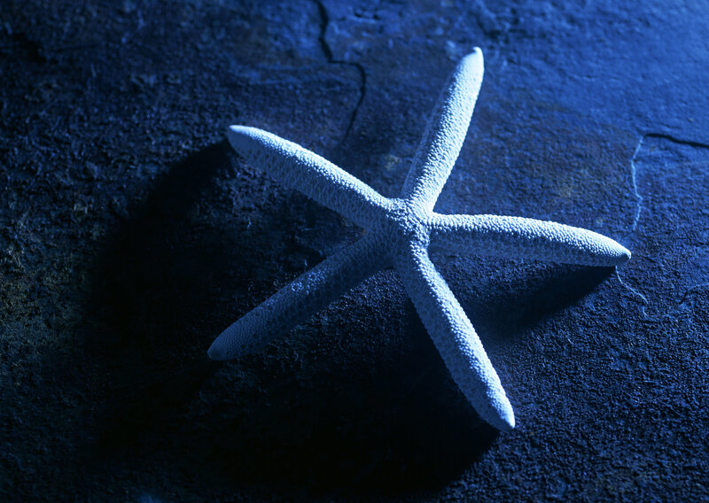 Starfish on dark surface