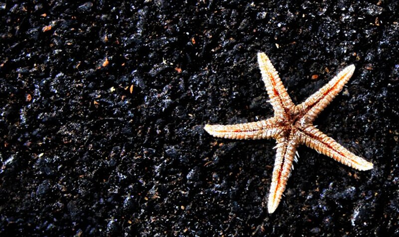 Starfish on Dark Surface — Black