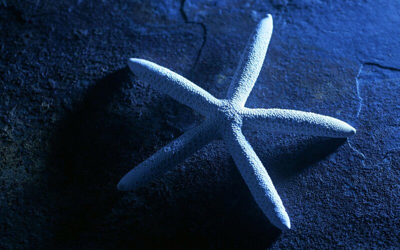 Starfish on Dark Surface — Blue, Dramatic