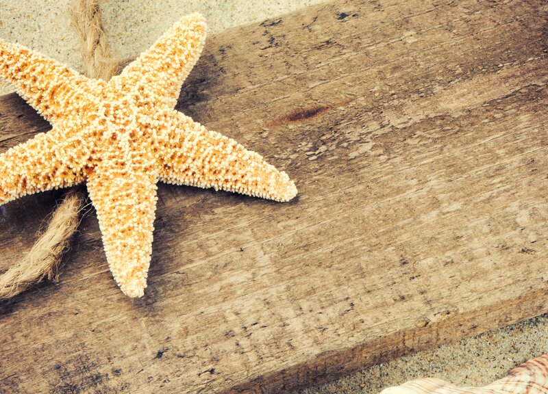 Starfish on Driftwood