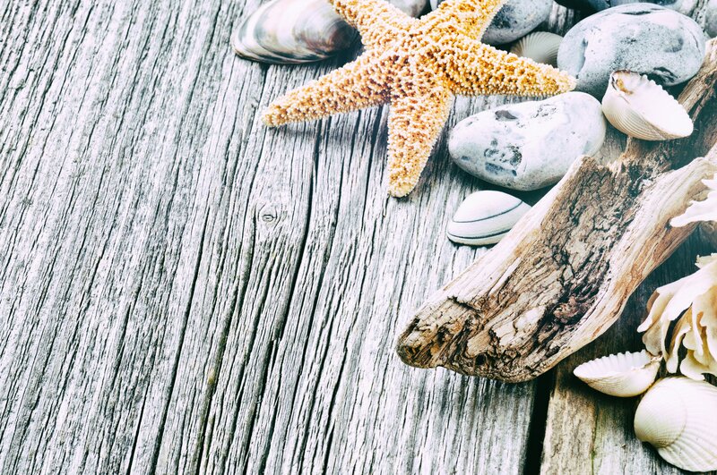 Starfish on Driftwood — White