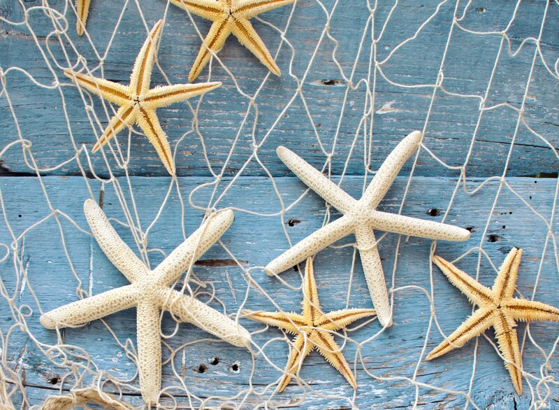 Starfish on Fishing Net