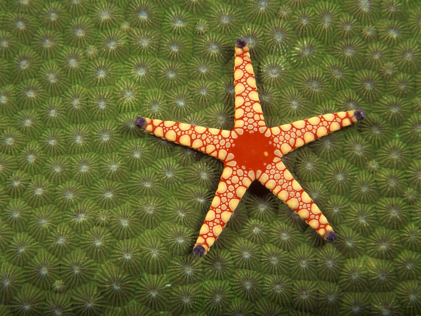 Starfish on green coral
