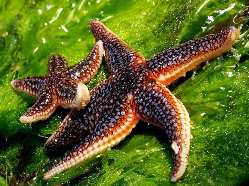 starfish on green seaweed