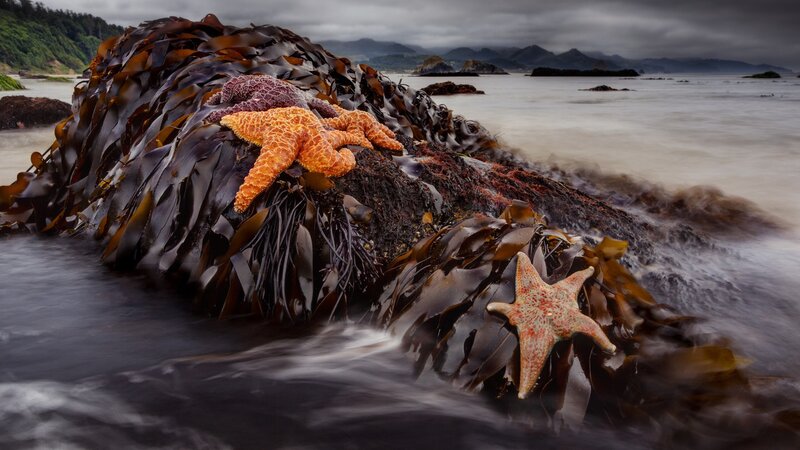Starfish on kelp-covered rocks