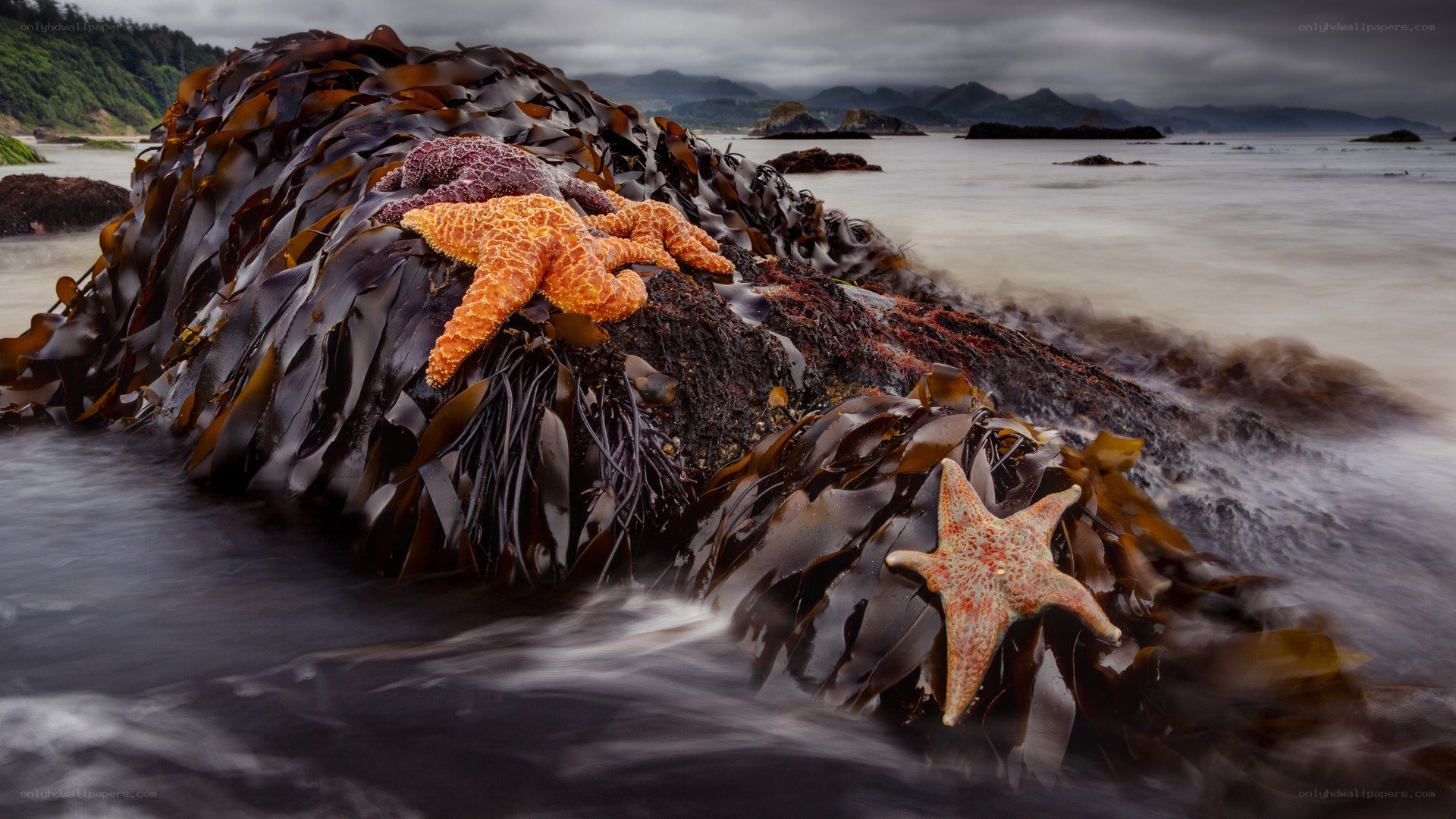 Starfish on kelp-covered rocks