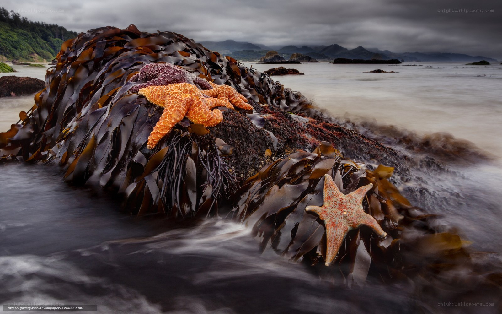 Starfish on kelp-covered rocks