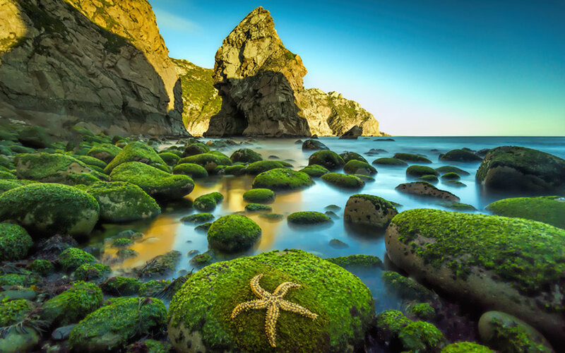 Starfish on Mossy Rock — Green