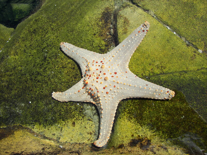 Starfish on Mossy Rock