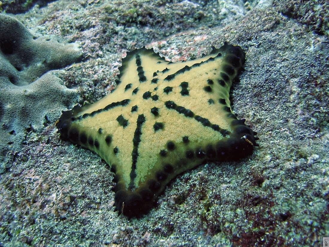 starfish on ocean floor