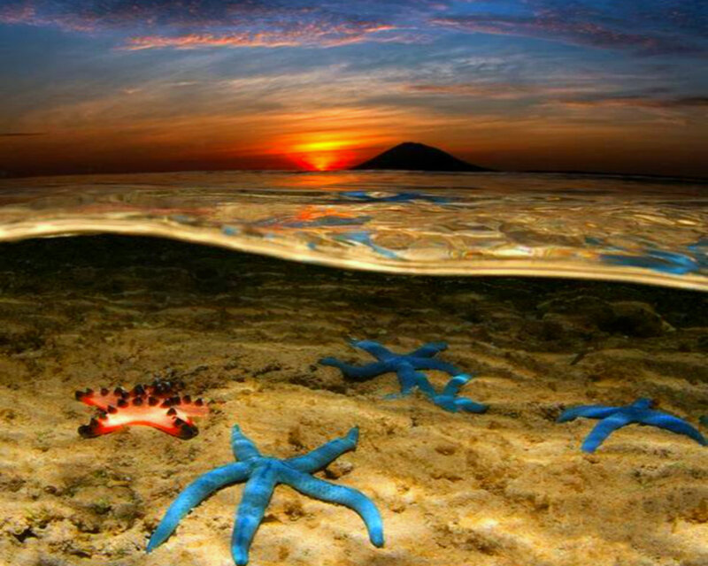 Starfish on Ocean Floor — Blue, Serene