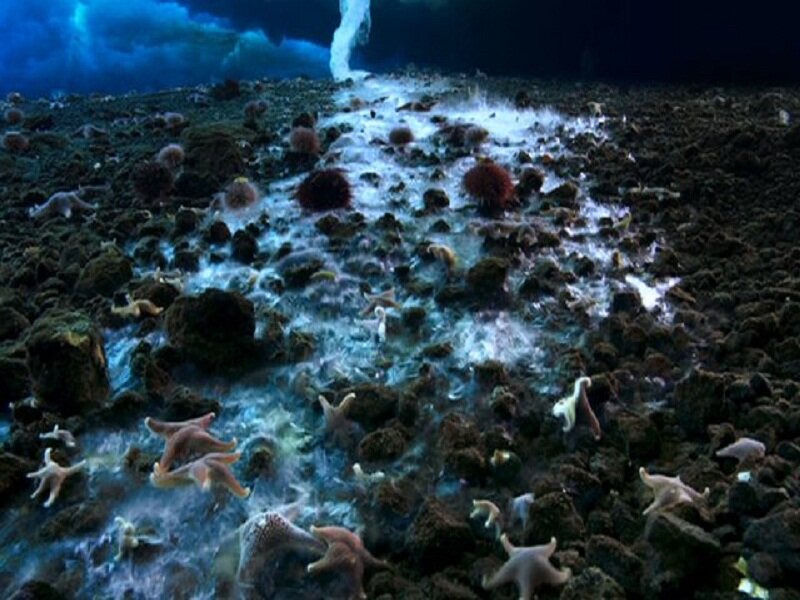 Starfish on Ocean Floor — Blue