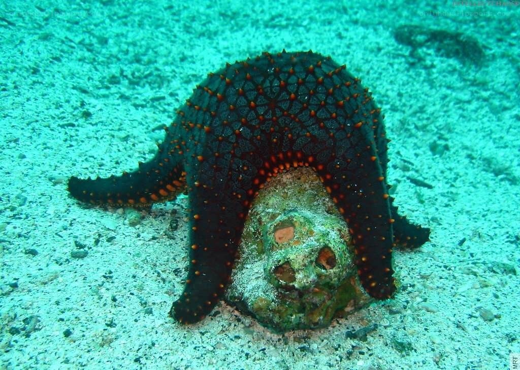 starfish on ocean floor