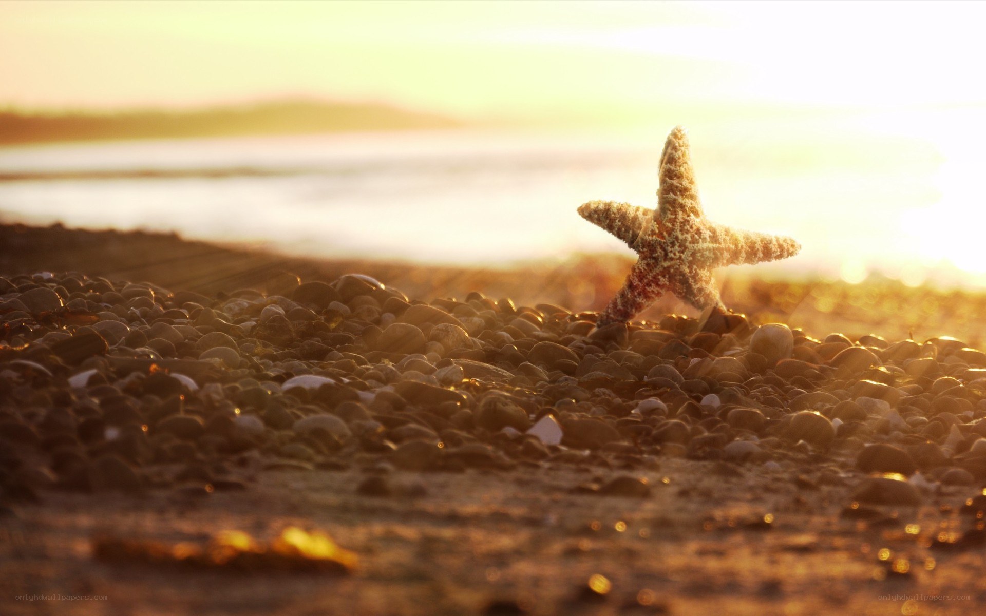 starfish on pebble beach at sunset