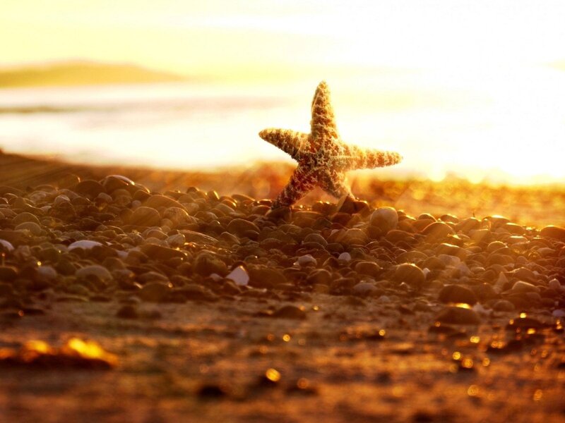 Starfish on Pebble Beach — Gold, Serene