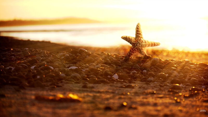 Starfish on Pebble Beach