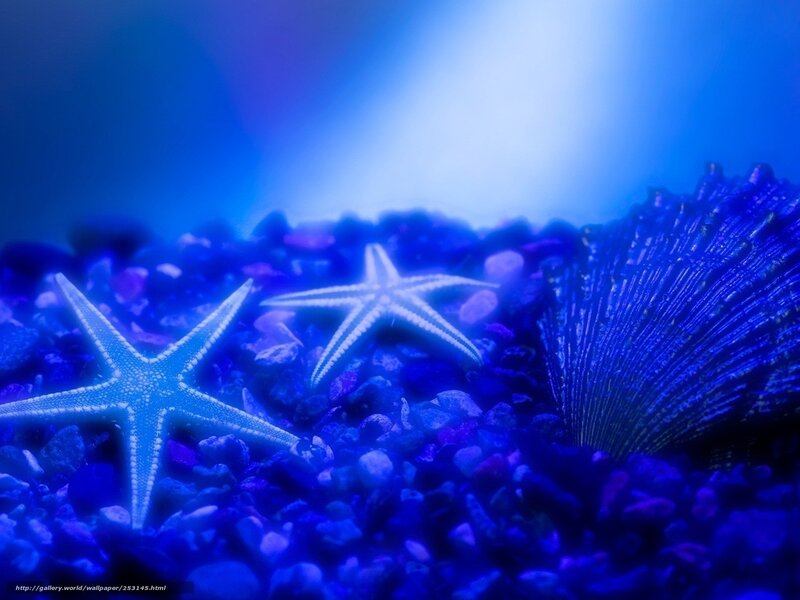 Starfish on Pebbles — Blue, Serene, Photograph