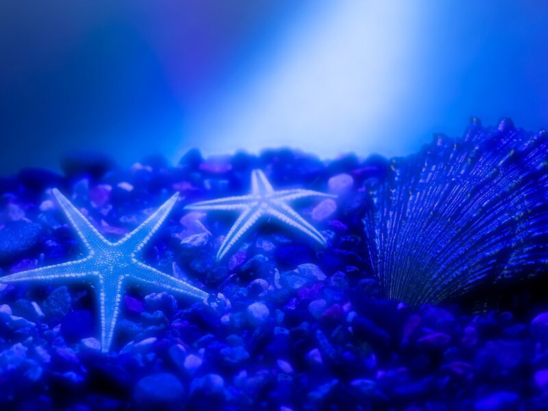 Starfish on Pebbles — Blue, Serene