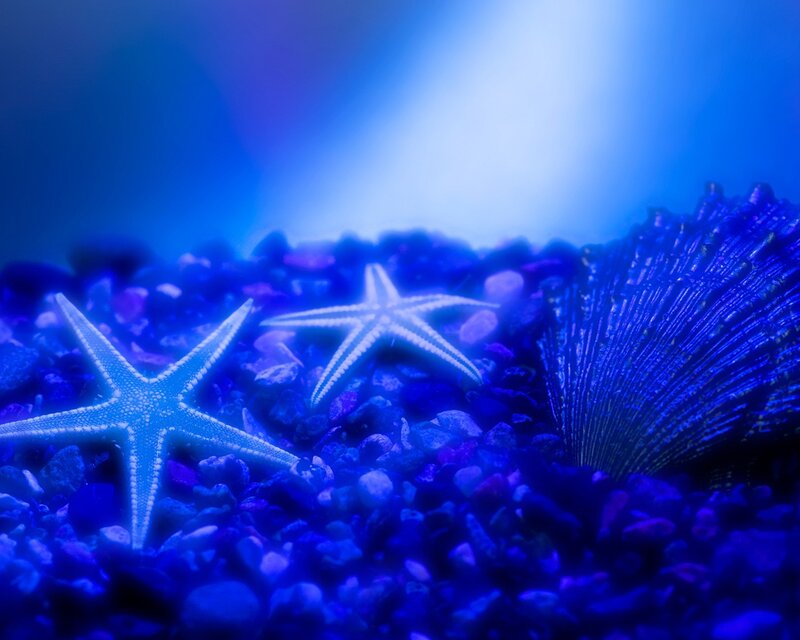Starfish on Pebbles — Blue