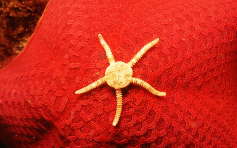Starfish on Red Coral — Calm, Photograph