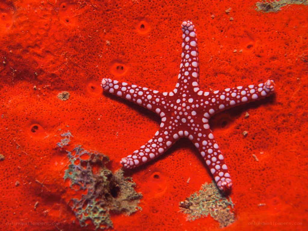 starfish on red coral